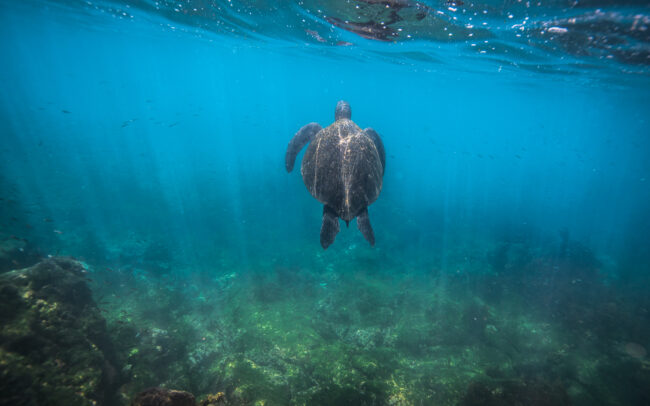 Pacific Green Sea Turtle • Near Fernandina Island, Galápagos Islands, Ecuador