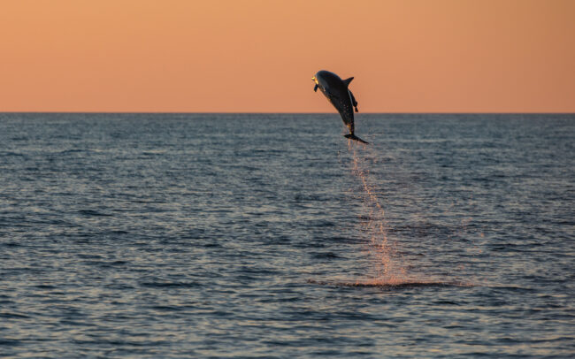 Bottlenose Dolphin • Galápagos Islands, Ecuador