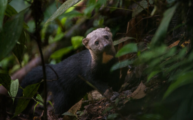 Tayra • Cloud Forest, Ecuador