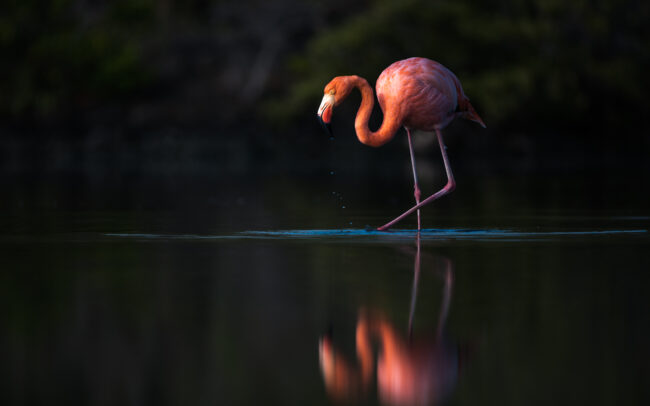 Galápagos Flamingo • North Seymour Island, Galápagos Islands, Ecuador