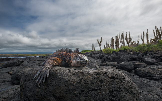 Marine Iguana • La Fe Island, Galápagos Islands, Ecuador