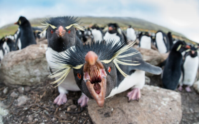 Rockhopper Penguins • Saunders Island, Falkland Islands