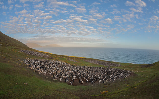 Rockhopper Penguin Colony • Saunders Island, Falkland Islands