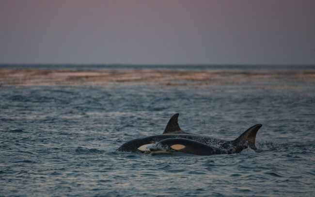 Orcas • Sea Lion Island, Falkland Islands