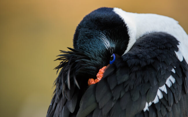 Imperial Cormorant • Saunders Island, Falkland Islands