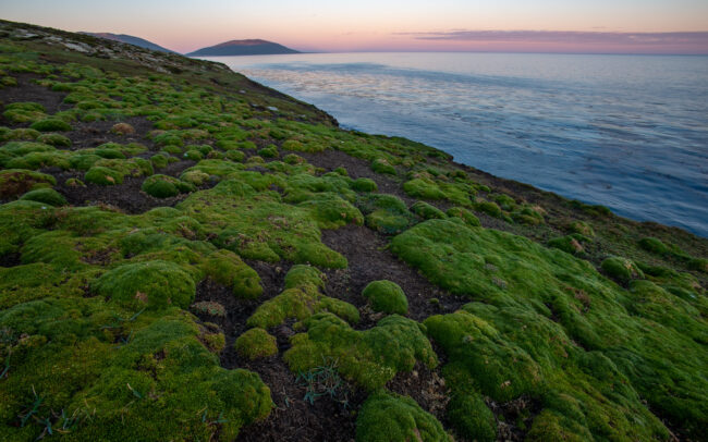 Balsam Bog • Saunders Island, Falkland Islands