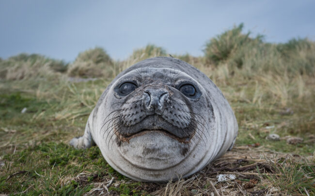 Southern Elephant Seal • Carcass Island, Falkland Islands