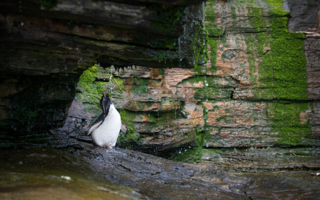 Rockhopper Shower • Saunders Island, Falkland Islands