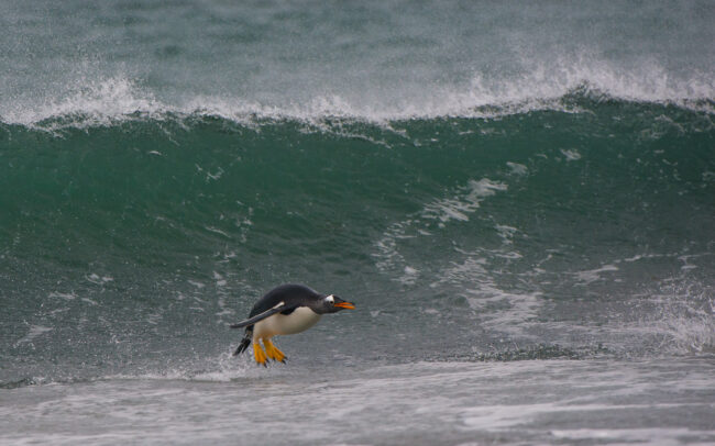Surfing Gentoo Penguin • Sea Lion Island, Falkland Islands