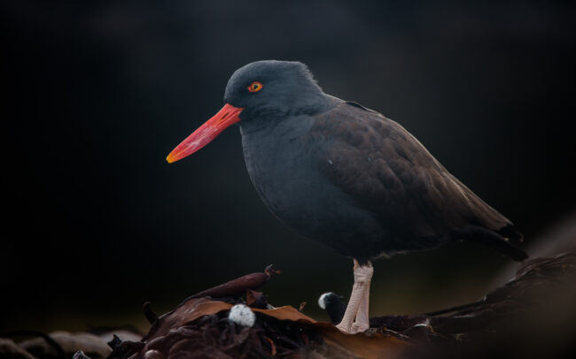 Blackish Oystercatcher • Carcass Island, Falkland Islands