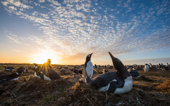 Gentoo Penguins Nesting • Sea Lion Island, Falkland Islands