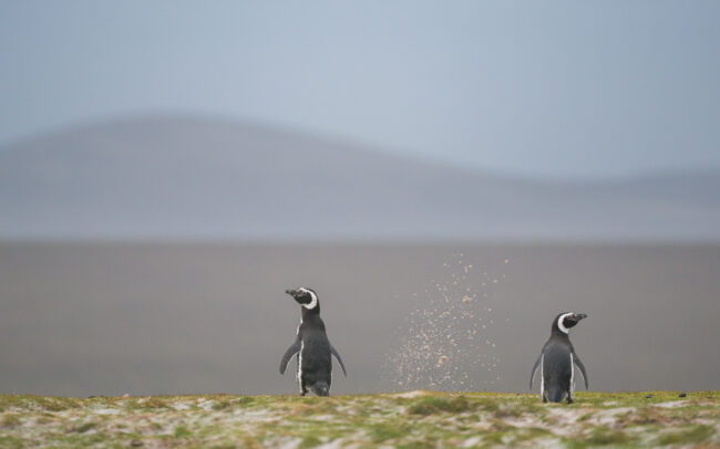 Magellanic Penguins • Volunteer Point, Falkland Islands