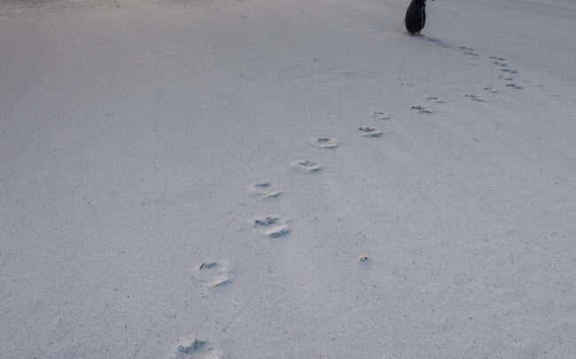 Gentoo Penguin Tracks • Sea Lion Island, Falkland Islands