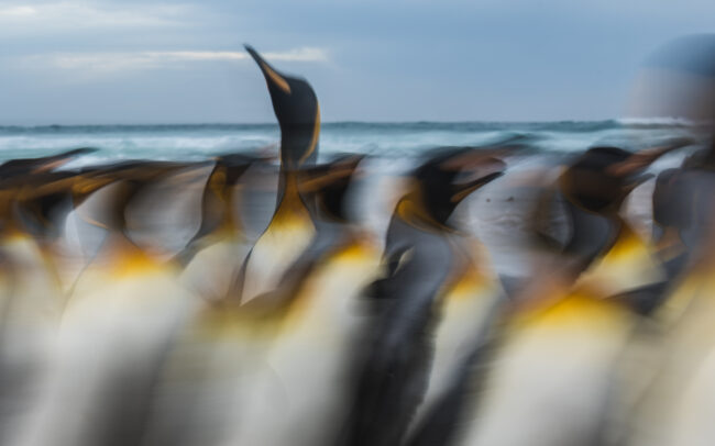 King Penguin Blur • Volunteer Point, Falkland Islands