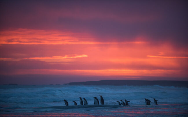Penguin Sunrise • Volunteer Point, Falkland Islands