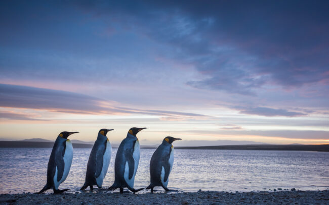 King Penguins • Volunteer Point, Falkland Islands