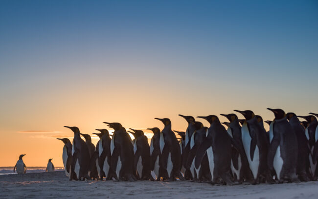 King Penguin Sunrise • Volunteer Point, Falkland Islands