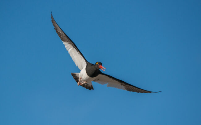 Magellanic Oystercatcher • Saunders Island, Falkland Islands
