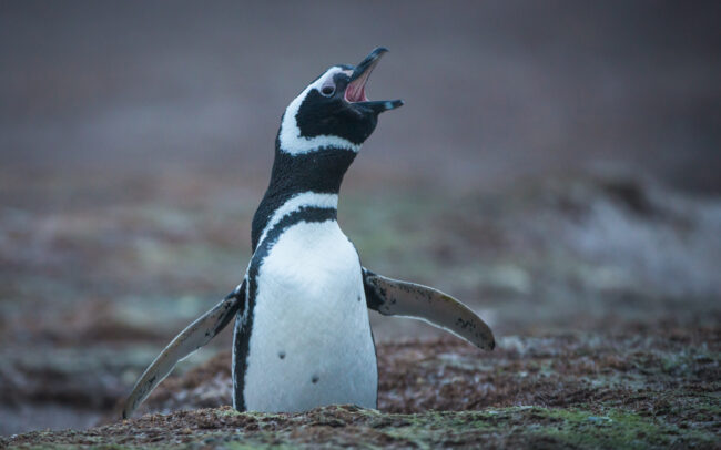 Magellanic Penguin Braying • Volunteer Point, Falkland Islands