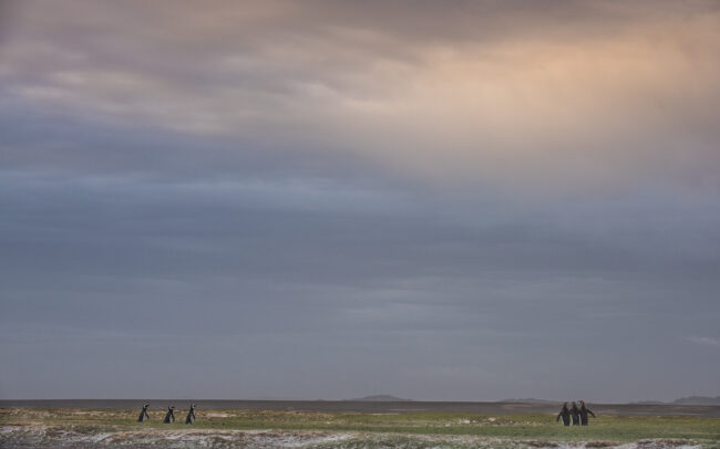Magellanic and King Penguins • Volunteer Point, Falkland Islands