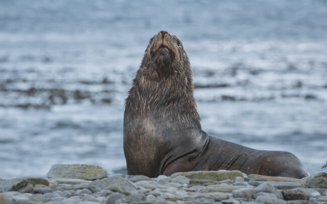 Male Southern Sea Lion • Carcass Island, Falkland Islands