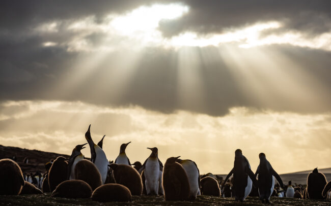 King Penguin Colony • Volunteer Point, Falkland Islands
