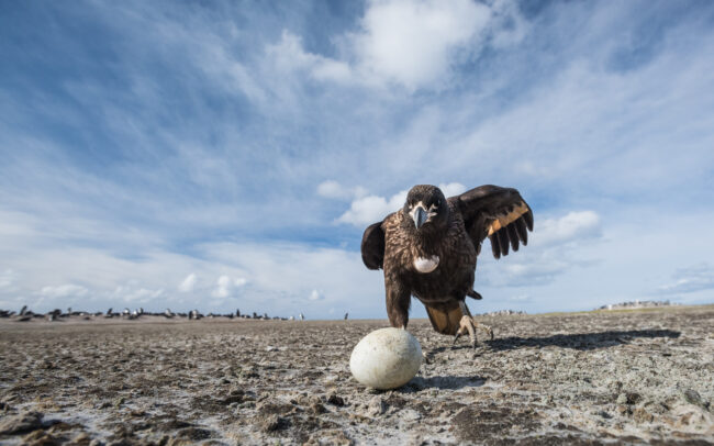 Striated Caracara • Saunders Island, Falkland Islands
