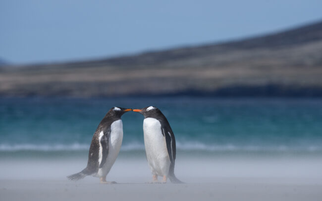 Gentoo Penguin Kiss • Saunders Island, Falkland Islands