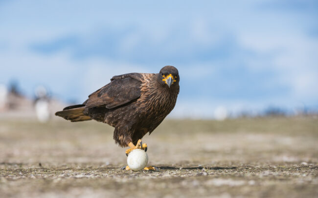 Striated Caracara • Saunders Island, Falkland Islands
