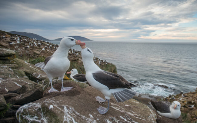 Black Browed Albatross • Saunders Island, Falkland Islands
