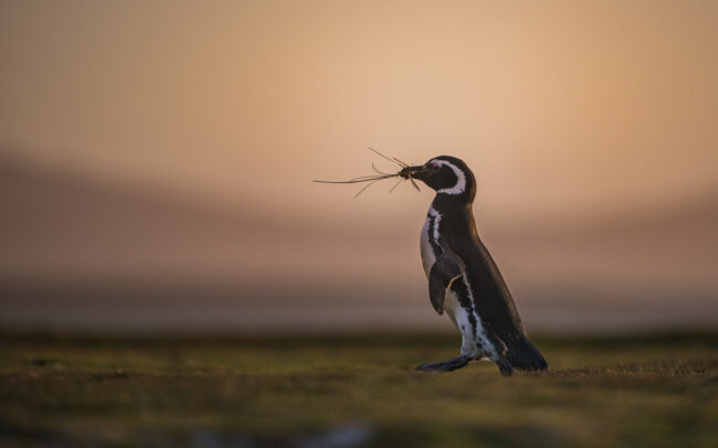 Magellanic Penguin • Volunteer Point, Falkland Islands