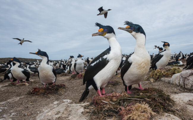 Nesting Imperial Cormorants • Sea Lion Island, Falkland Islands