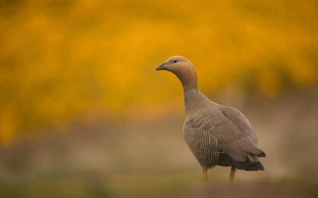 Upland Goose • Carcass Island, Falkland Islands