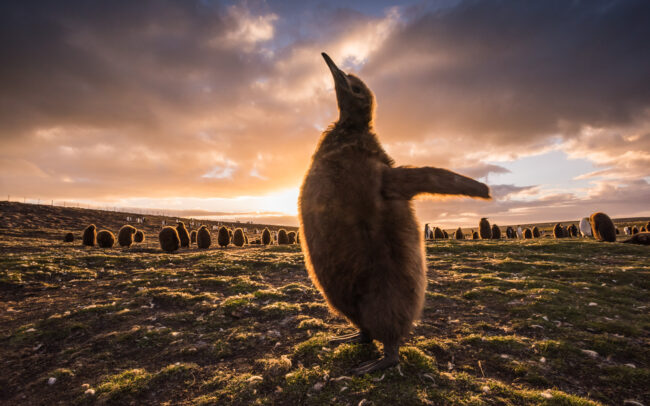 King Penguin Chick • Volunteer Point, Falkland Islands
