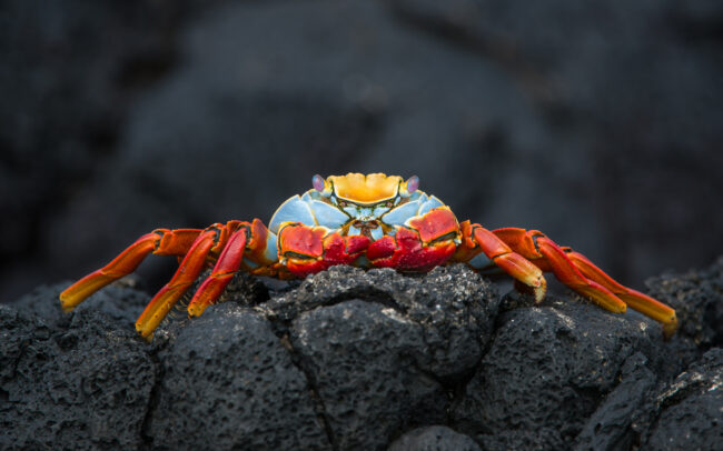 Sally Lightfoot Crab • James Island, Galápagos Islands, Ecuador