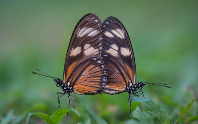 Heliconius Butterflies • Corcovado National Park, Costa Rica