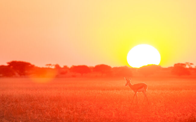 Springbok • Central Kalahari Game Reserve, Botswana