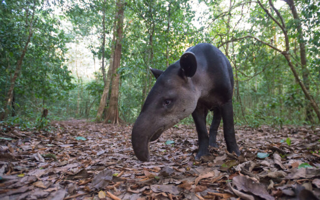 Baird's Tapir • Corcovado National Park, Costa Rica
