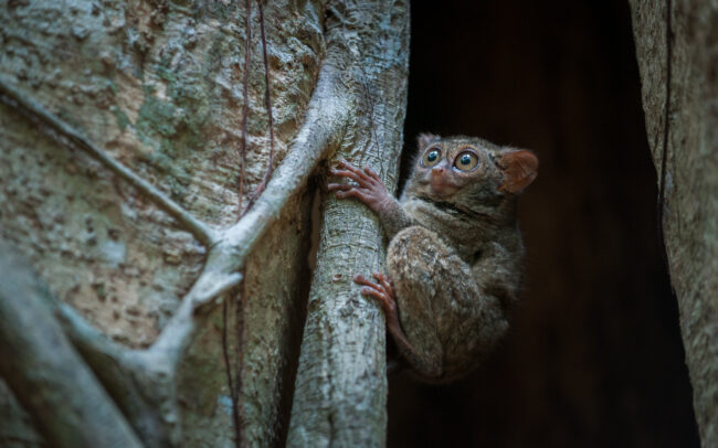 Spectral Tarsier • Tangkoko National Park, Sulawesi, Indonesia