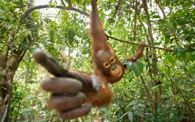 Orangutan • Tanjung Puting National Park, Indonesian Borneo