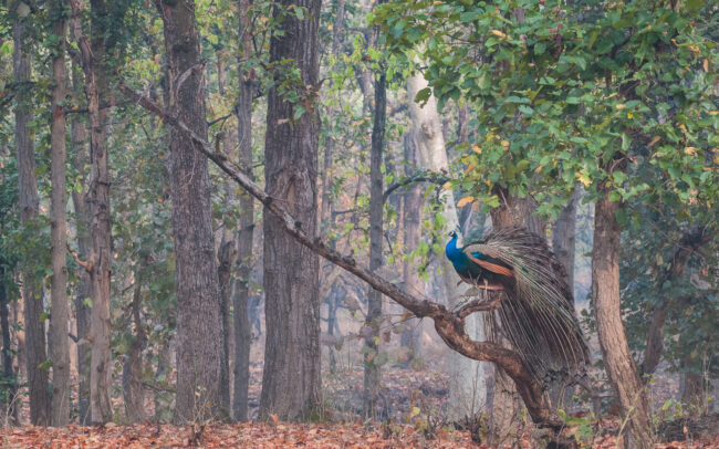 Blue Peafowl • Bandhavgarh National Park, India