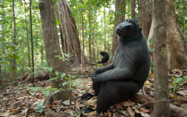 Black-Crested Macaque • Tangkoko National Park, Sulawesi, Indonesia