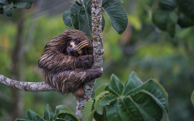 Three-Toed Sloth • Soberania National Park, Panama