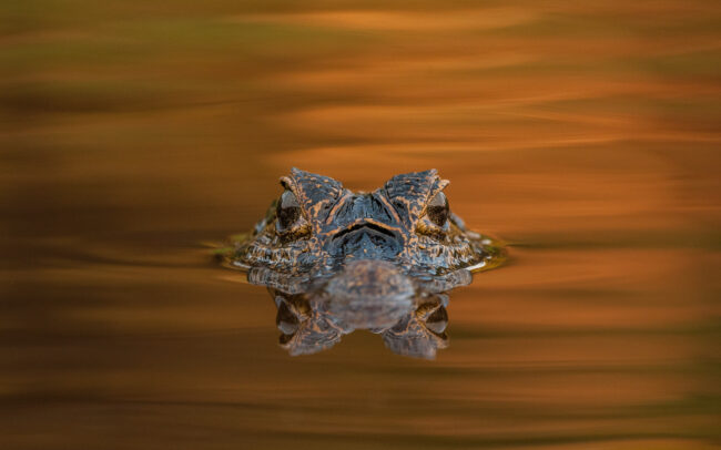 Yacare Caiman • Pantanal, Brazil