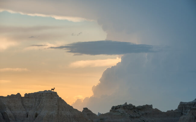 Bighorn Ram • Badlands National Park, South Dakota