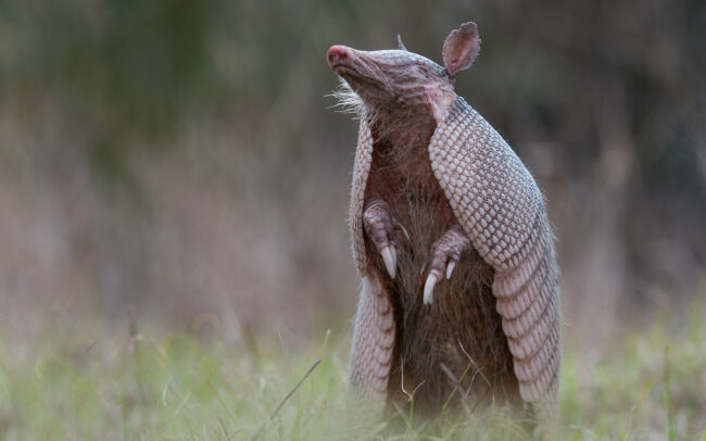 Nine-Banded Armadillo • Merritt Island, Florida