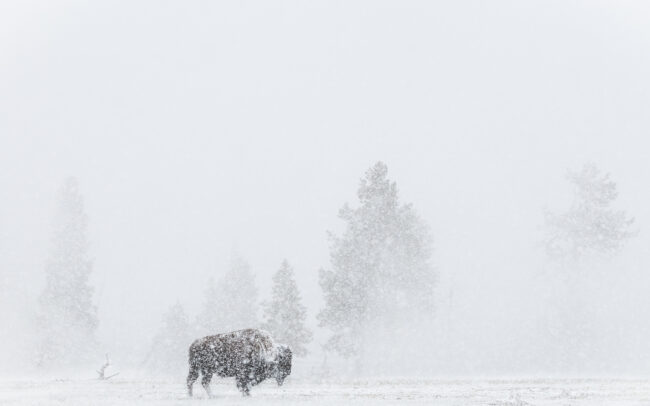 American Bison • Yellowstone National Park, Wyoming
