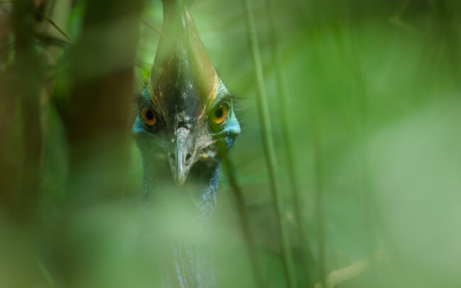 Cassowary • Daintree National Park, Queensland, Australia