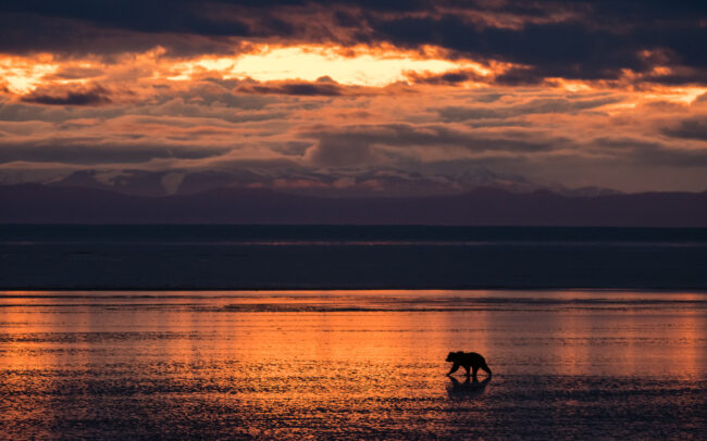 Coastal Brown Bear • Lake Clark National Park, Alaska