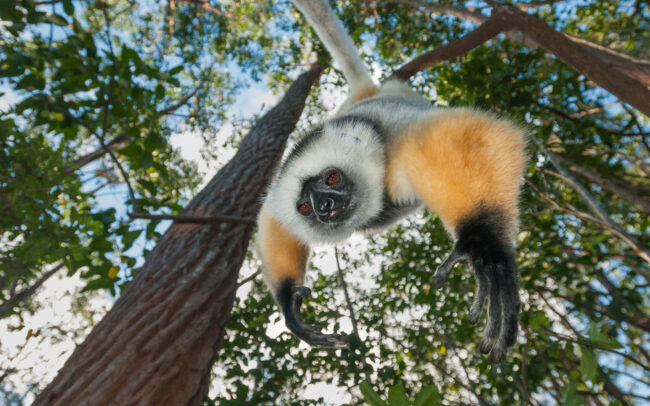 Diademed Sifaka • Perinet, Madagascar